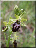 Ophrys araignée