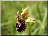 Ophrys araignée