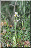 Ophrys apifera