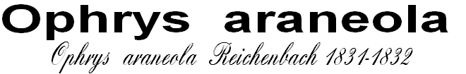 wp80c54295.png
