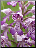 Orchis militaire