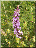 Orchis moucheron