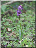 Orchis mâle, plante entière