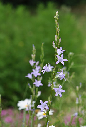 wp8c25b3f3_0f.jpg