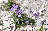 Viola hispida