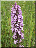 Dactylorhiza praetermissa