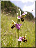 Ophrys abeille