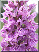 Dactylorhiza majalis