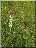 Orchis moucheron hypochrome