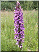 Dactylorhiza majalis