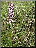 Orchis pourpre, plante entière