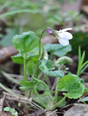 wp9cf805b2_0f.jpg