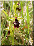 Ophrys mouche