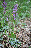 Orchis mascula, 50 cm de hauteur