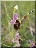 Ophrys frelon