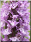 Dactylorhiza praetermissa