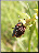 Cantharis fusca sur Ophrys araignée