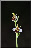 Ophrys apifera