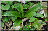 Feuilles de l'Orchis mâle partiellement hypochrome