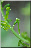 Listera ovata