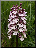 Orchis pourpre