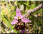 Ophrys frelon