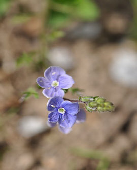 wpac436831_0f.jpg
