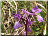Orchis mâle