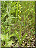 Liparis de Loesel