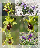 Ophrys araneola
