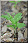 Feuilles, le 070511