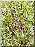 Epipactis pourpre noirâtre
