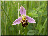 Ophrys abeille