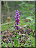 Orchis mâle