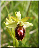 Ophrys araignée
