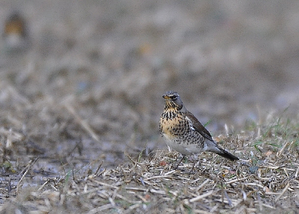 wpc47edcc6_0f.jpg