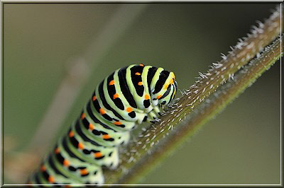 wpc78935dd_0f.jpg