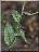Epipactis purpurata, feuilles 