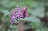 Corydalis solida