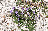Viola hispidia
