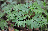 Corydalis solida