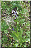 Orchis purpurea