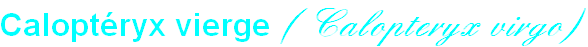 wpdba2c614.png