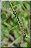 Agrion élégant