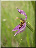 Ophrys abeille