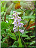 Orchis mâle partiellement hypochrome