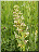 Orchis grenouille