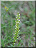 Orchis homme pendu