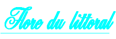 wpe9c6c31c.png