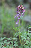Corydalis solida